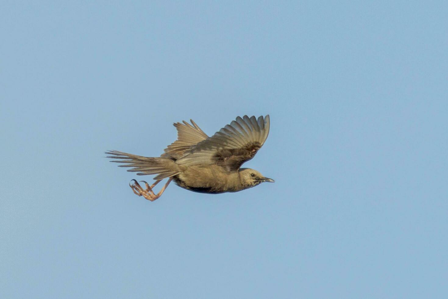Brown Songlark in Australia photo