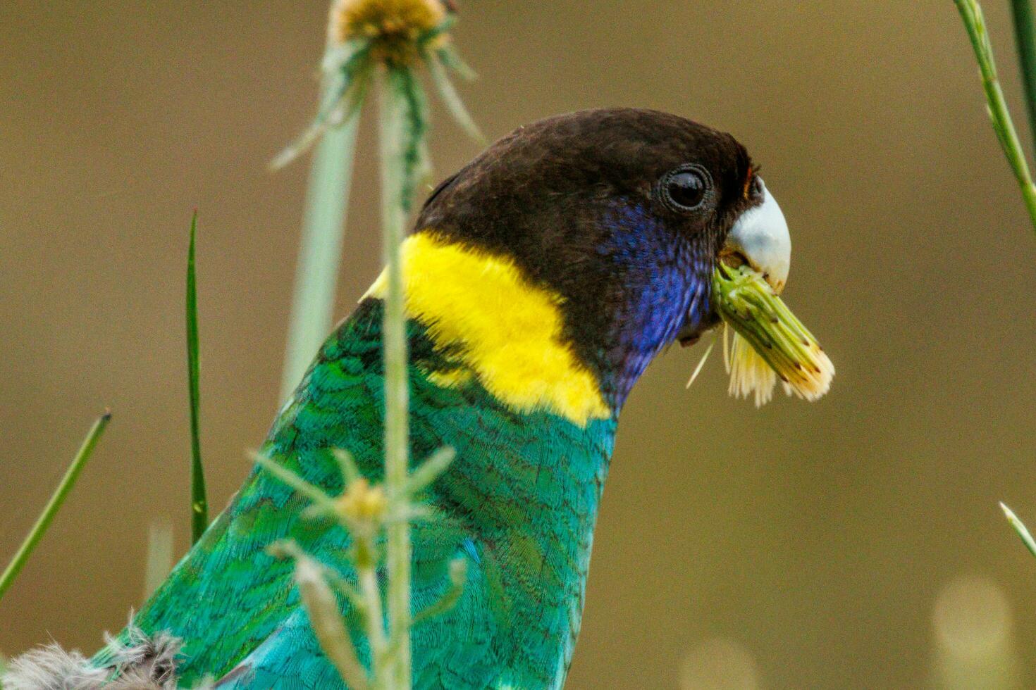 28 ringneck loro en Australia foto