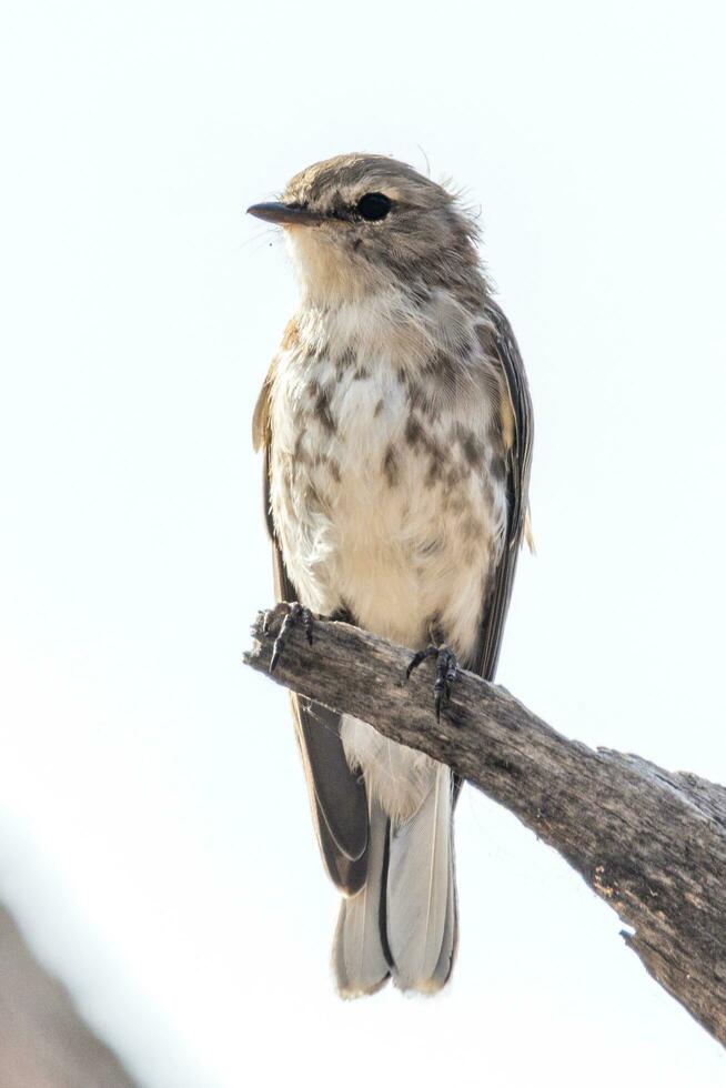 Jacky Winter in Australia photo