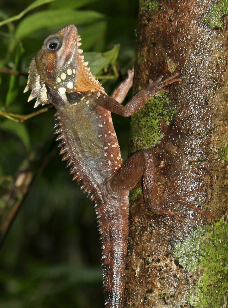 Boyd's Forest Dragon in Australia photo