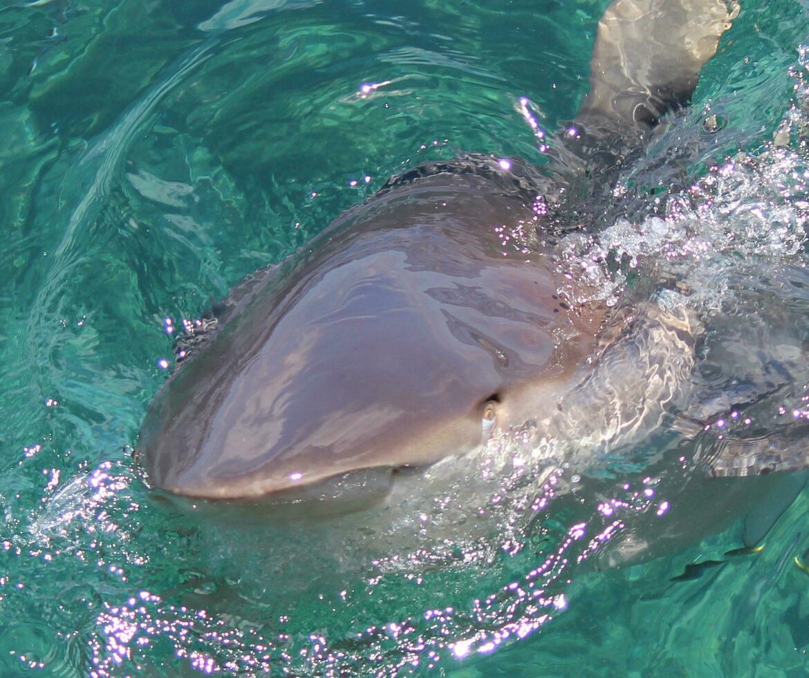 Bronze Whaler Shark photo