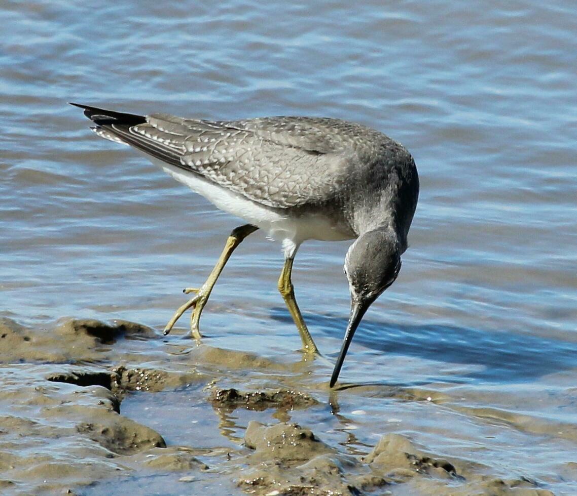 Grey-tailed Tattler in Australia photo