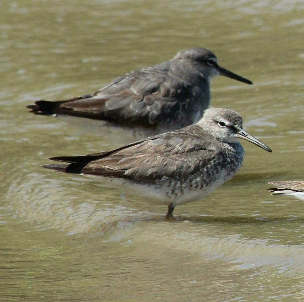 Grey-tailed Tattler in Australia photo