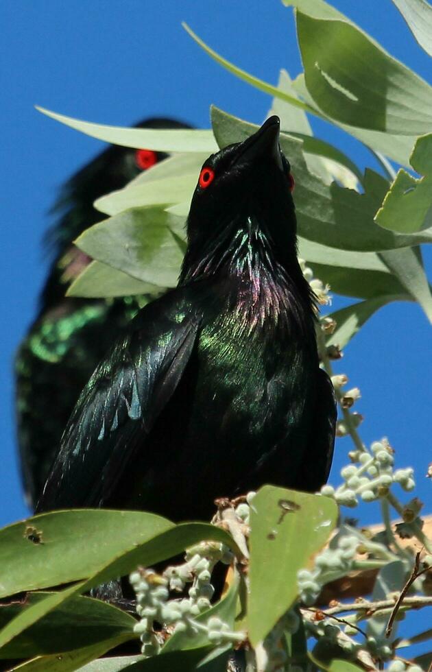 Metallic Starling in Australia photo