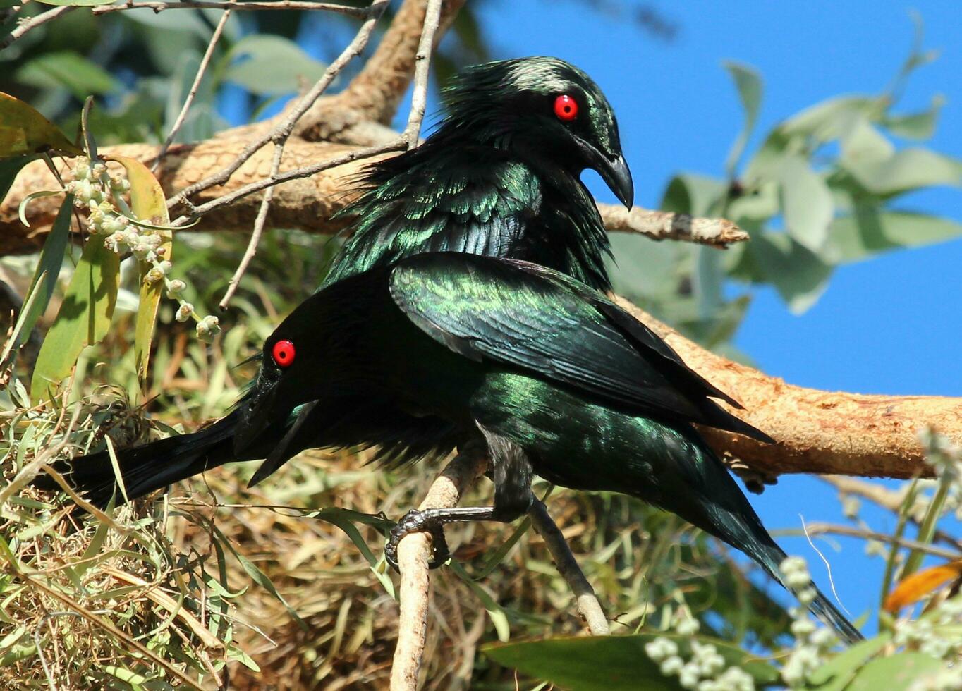 metálico estornino en Australia foto