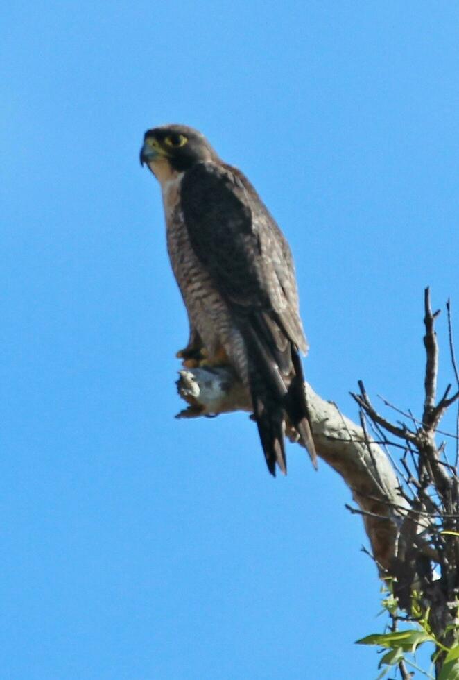 Peregrine Falcon in Australia photo