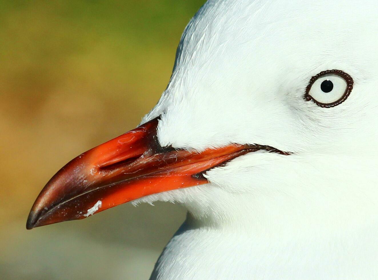 Red-billed Gull in New Zealand photo