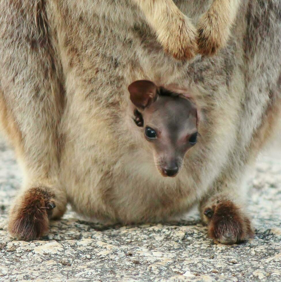 Rock Wallaby in Australia photo