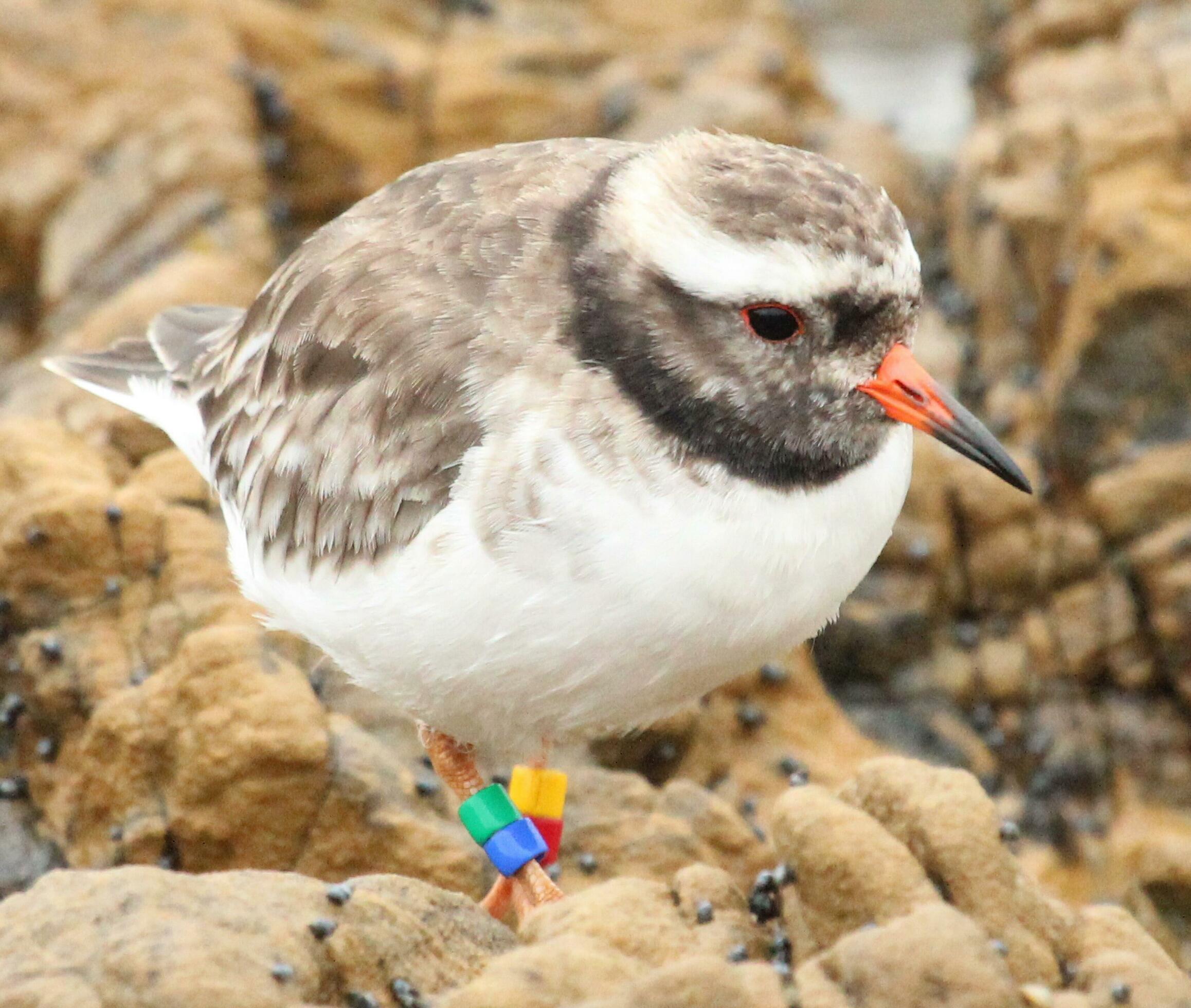 Shore Plover in New Zealand 25932859 Stock Photo at Vecteezy