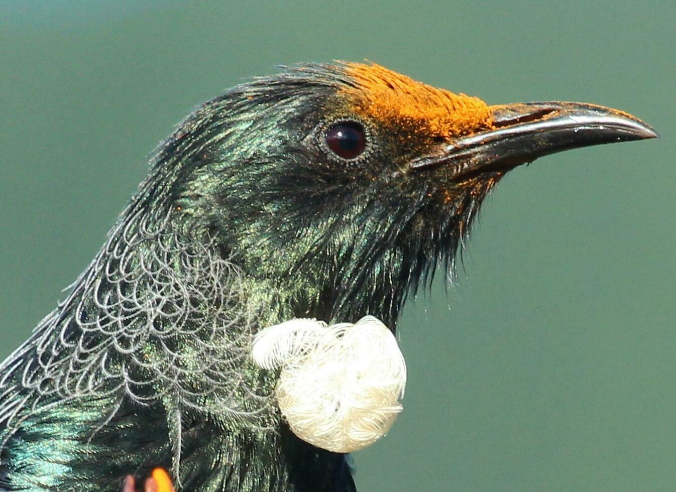 Tui Honeyeater in New Zealand photo