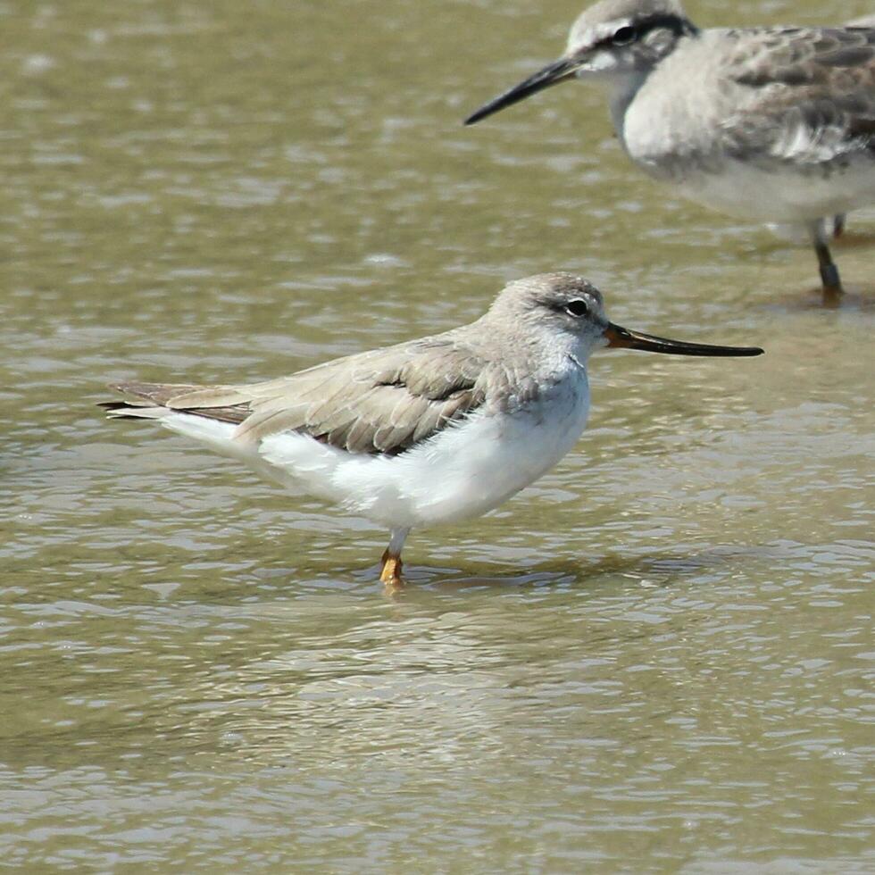 Terek Sandpiper in Australasia photo