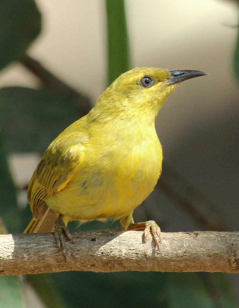 Yellow Honeyeater in Australia photo