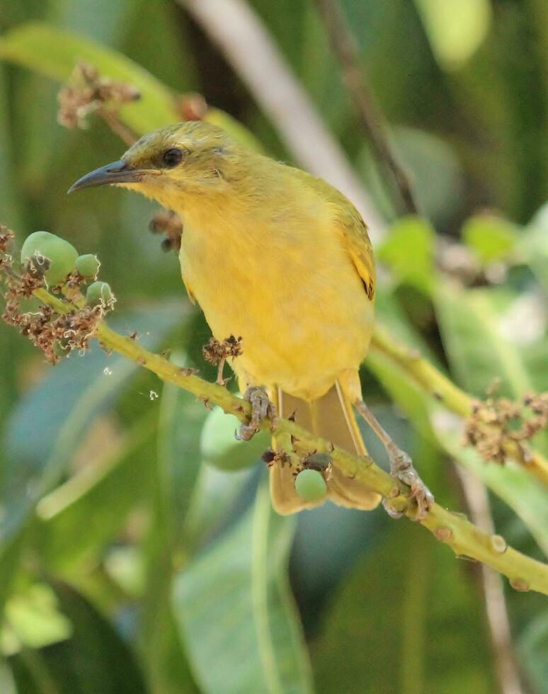 Yellow Honeyeater in Australia photo