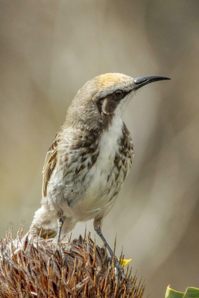 leonado-coronado pájaro azucar en Australia foto