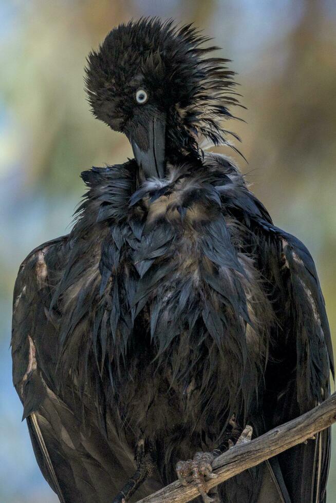 Little Crow in Australia photo