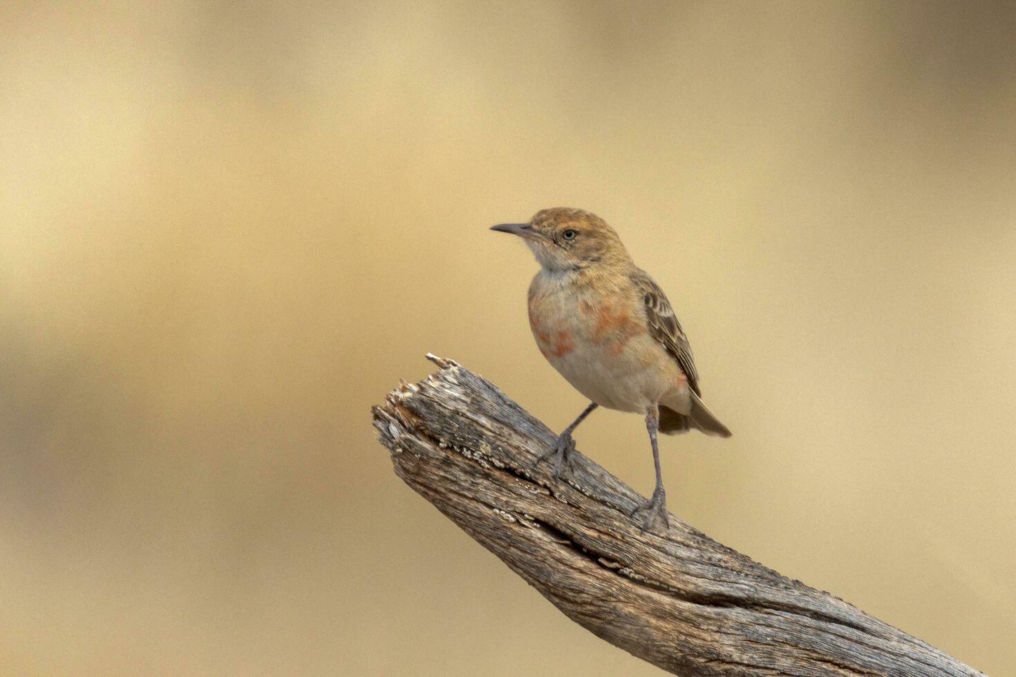 Crimson Chat in Australia photo