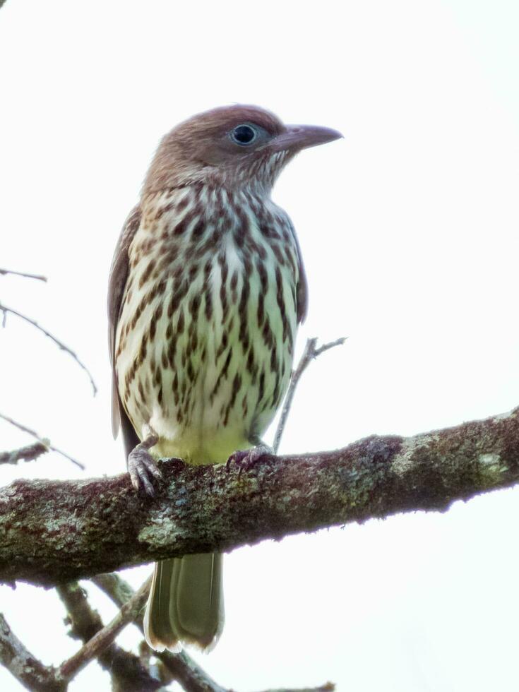 Australian Figbird in Australia photo