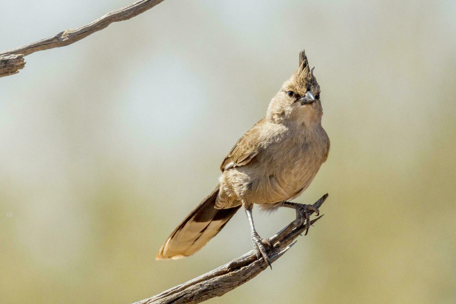 Chiming Wedgebill in Australia photo