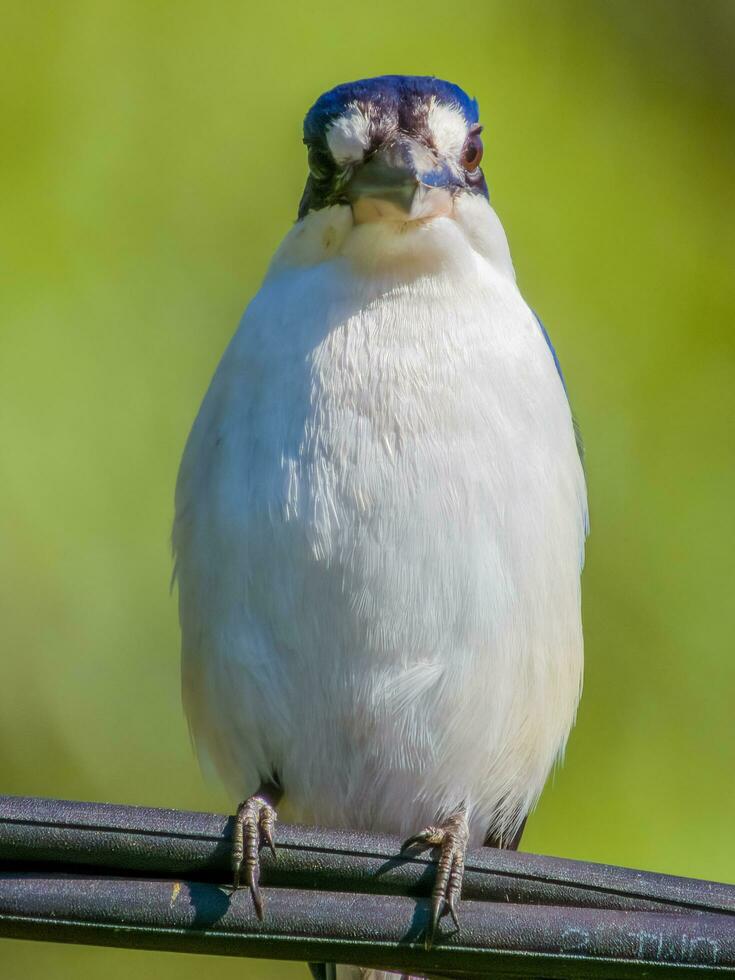 Forest Kingfisher in Australia photo