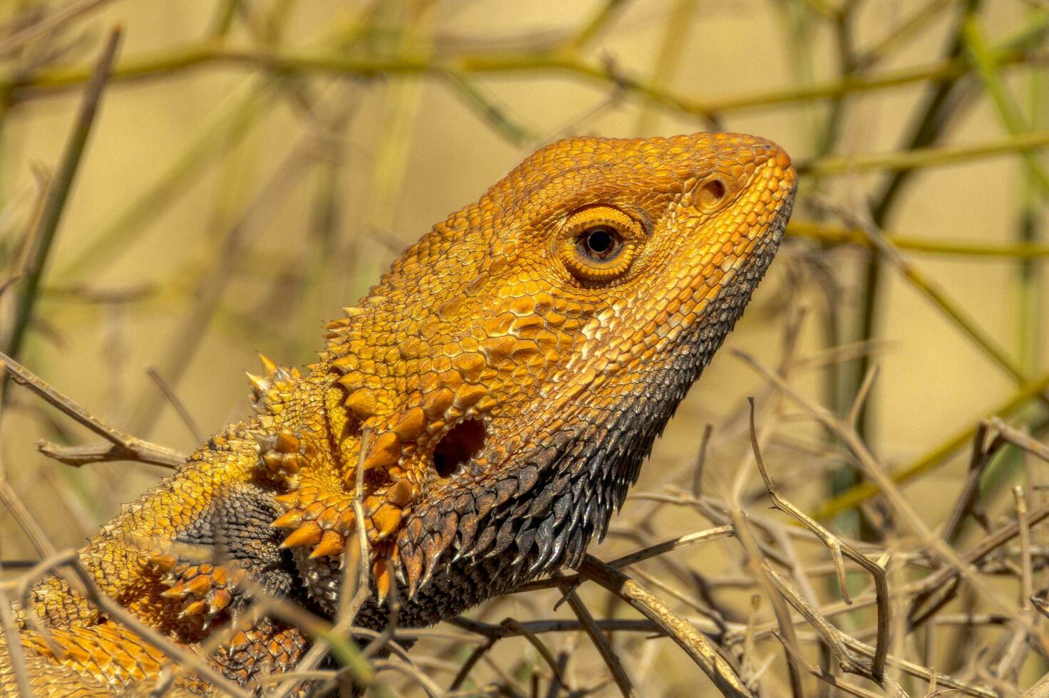 Central Bearded Dragon in Australia photo