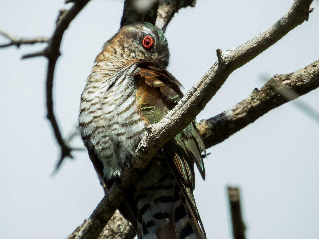 Little Bronze Cuckoo in Australia photo