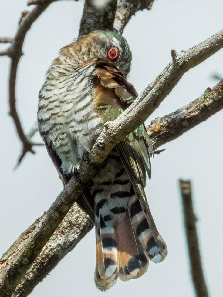 Little Bronze Cuckoo in Australia photo