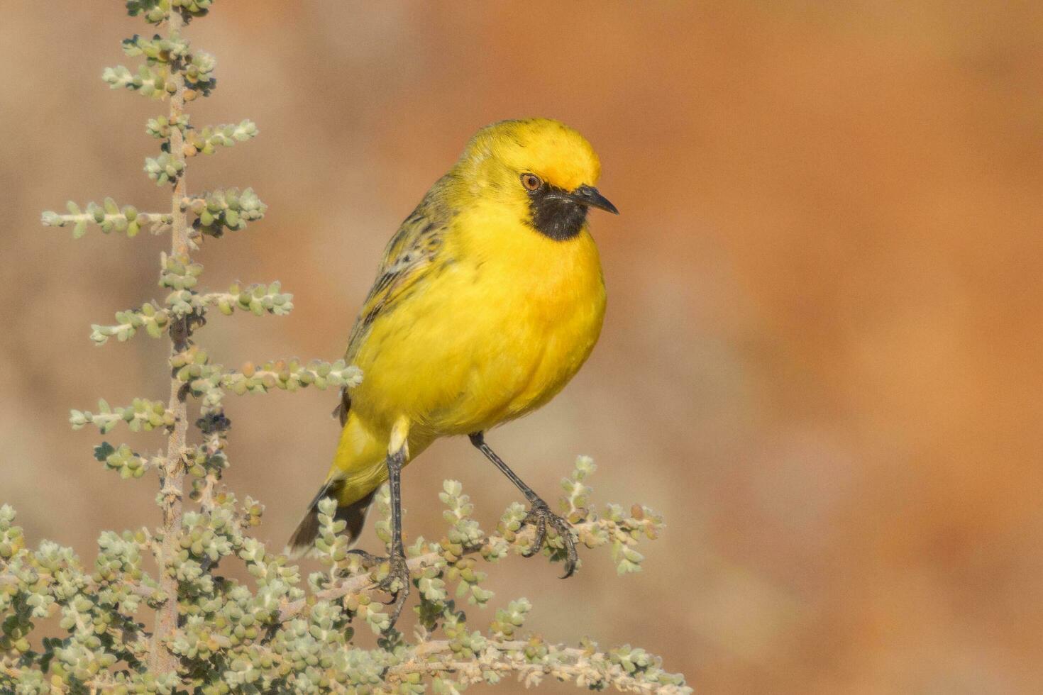 Orange Chat in Australia photo