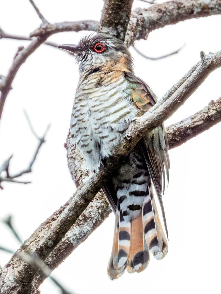 Little Bronze Cuckoo in Australia photo