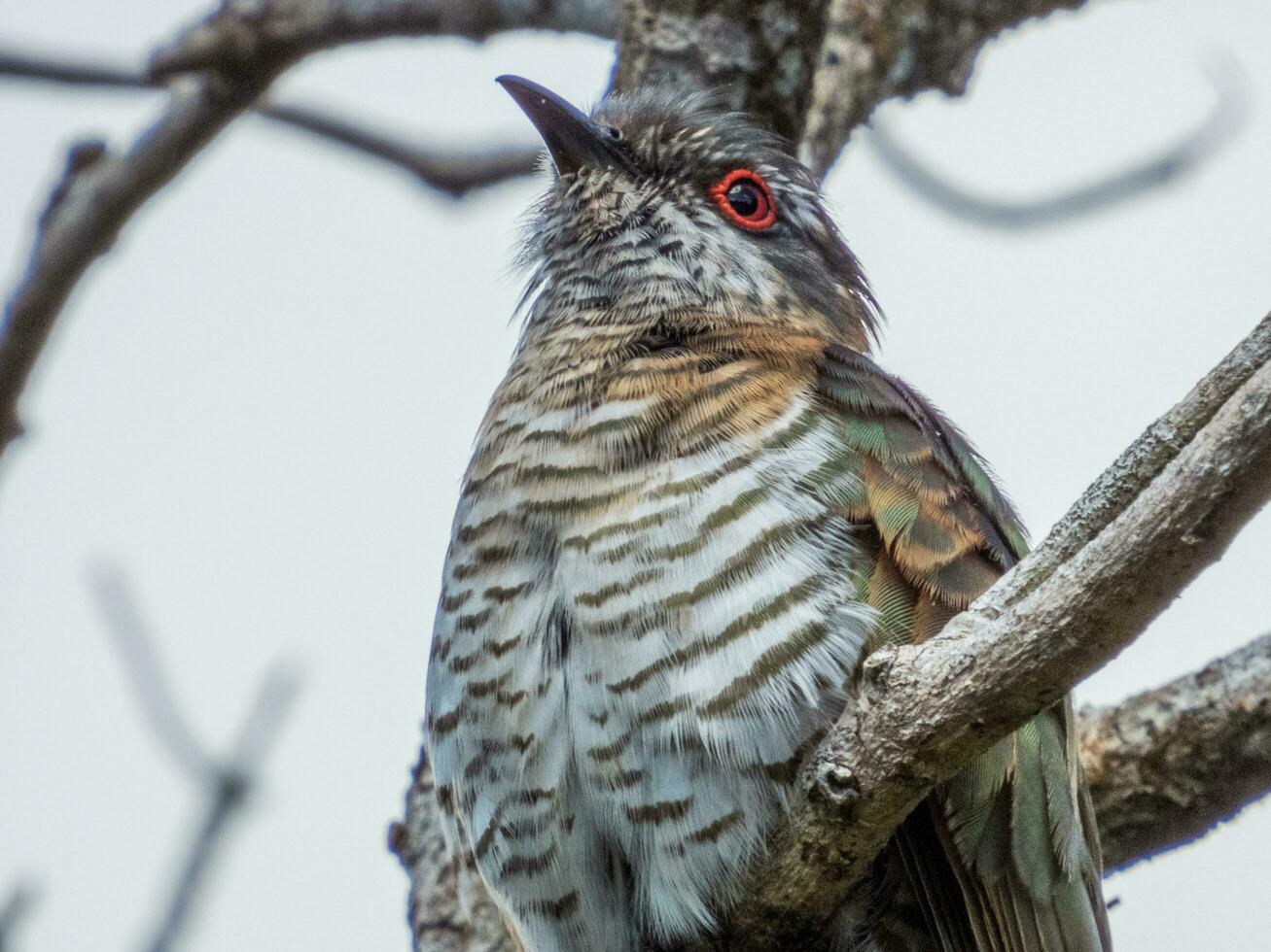 Little Bronze Cuckoo in Australia photo