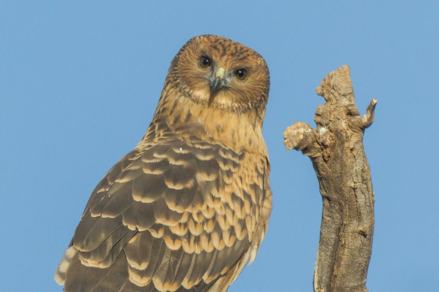 Spotted Harrier in Australia photo