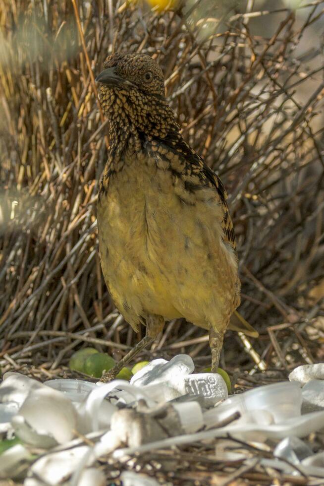 Western Bowerbird in Australia photo