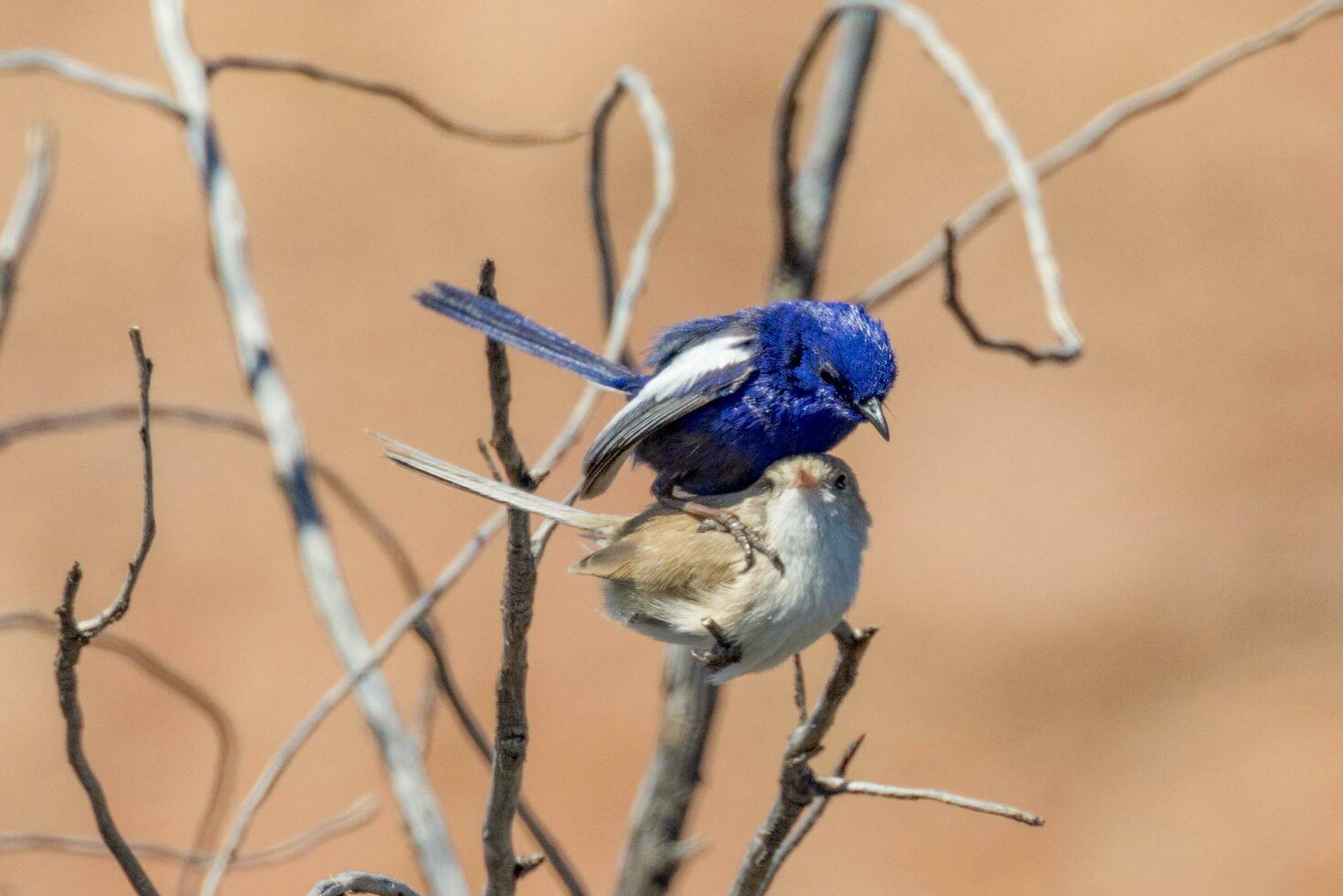 White-winged Fairywren in Australia photo