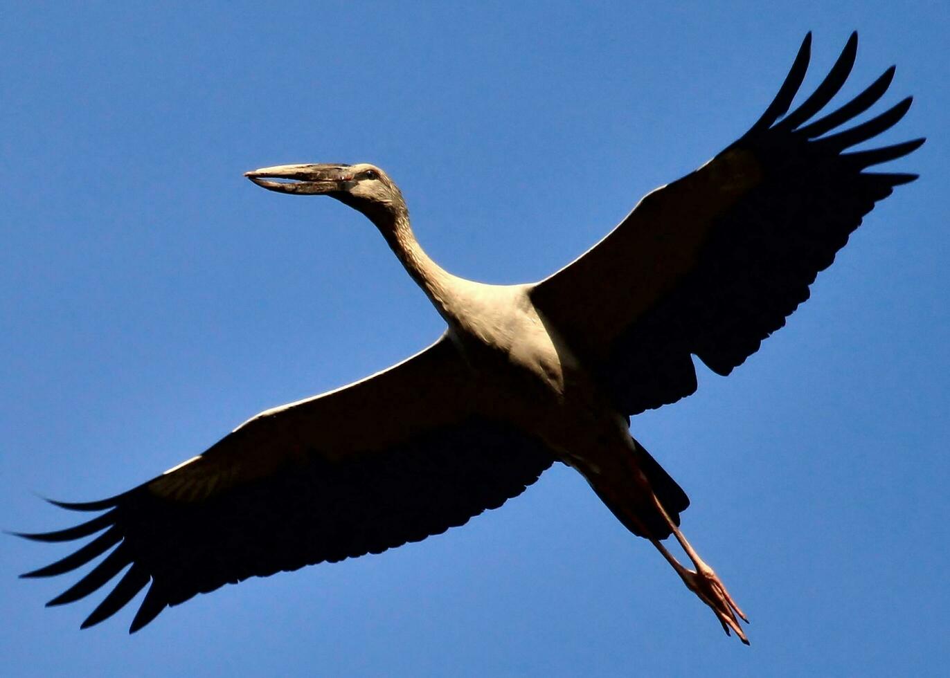 Asian Openbill Stork photo