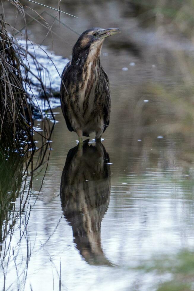 Australasian Bittern in New Zealand photo