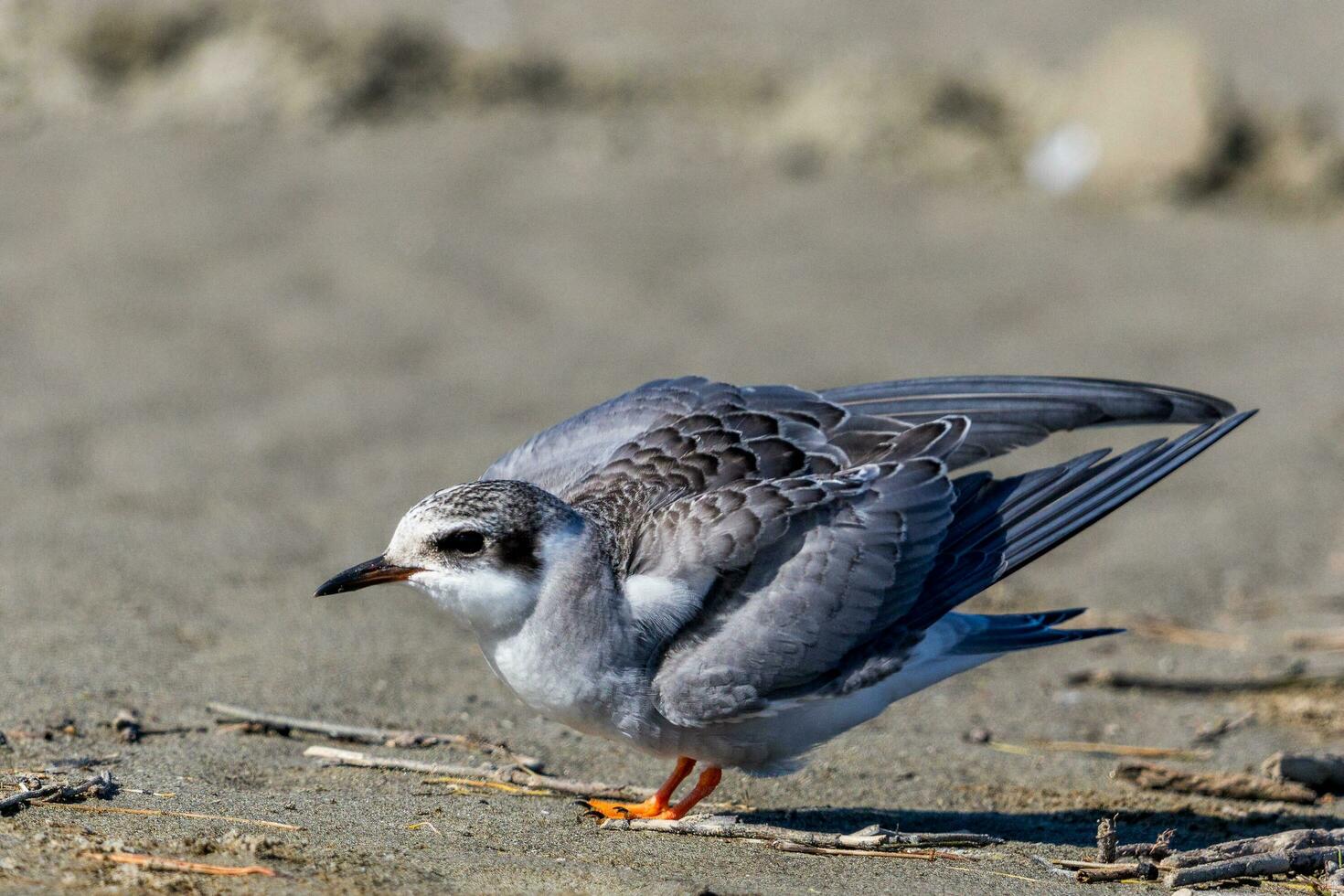 de frente negra golondrina de mar en nuevo Zelanda foto