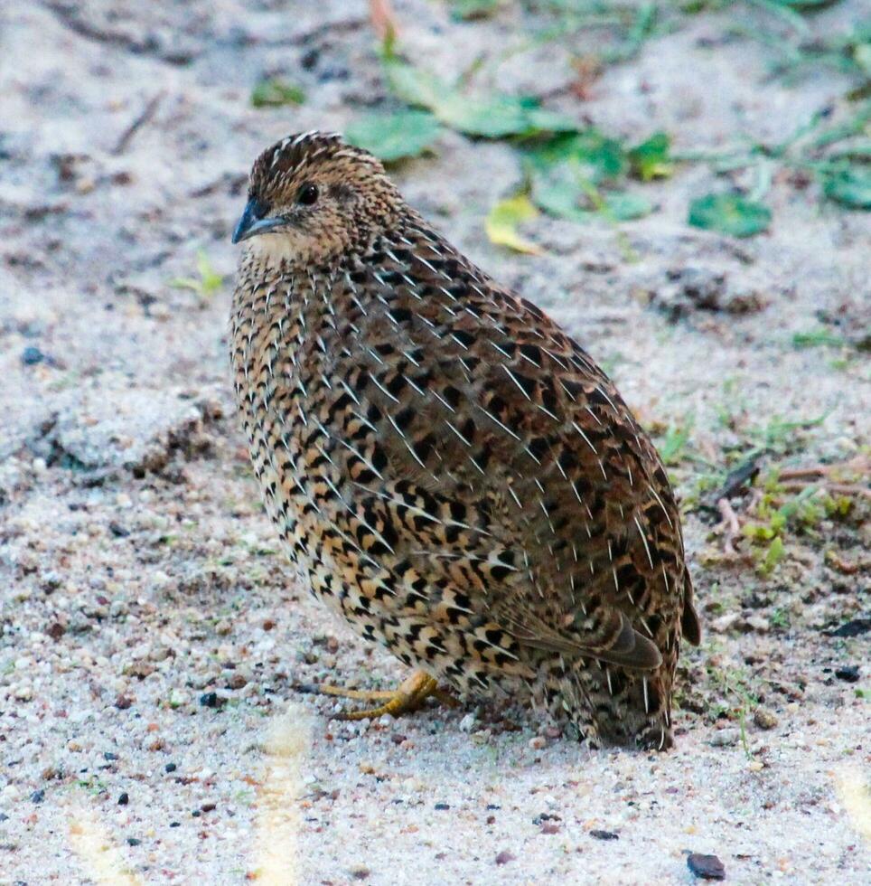 Brown Quail in Australia photo