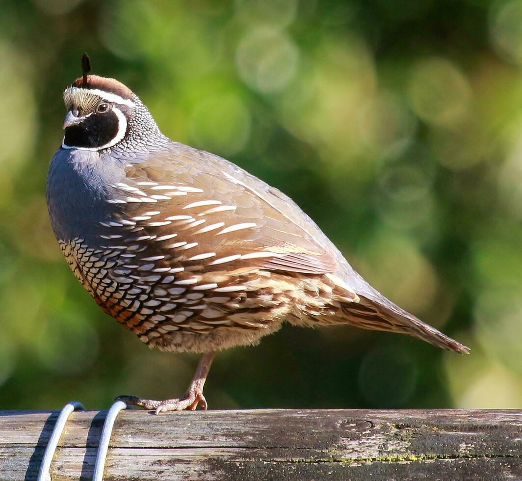 California Quail in New Zealand photo