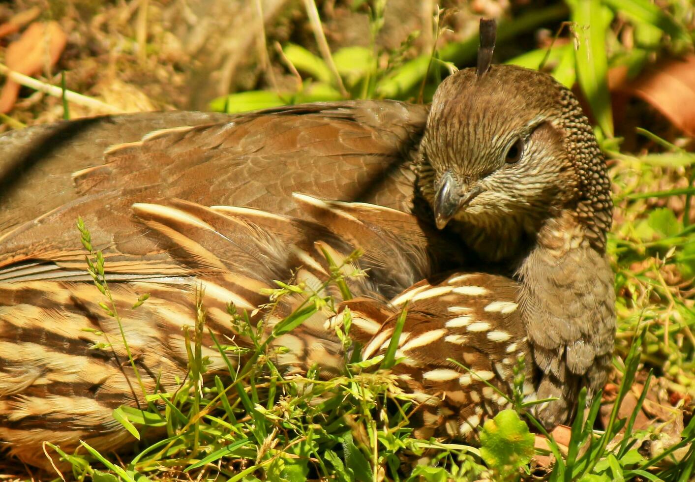 California Quail in New Zealand photo