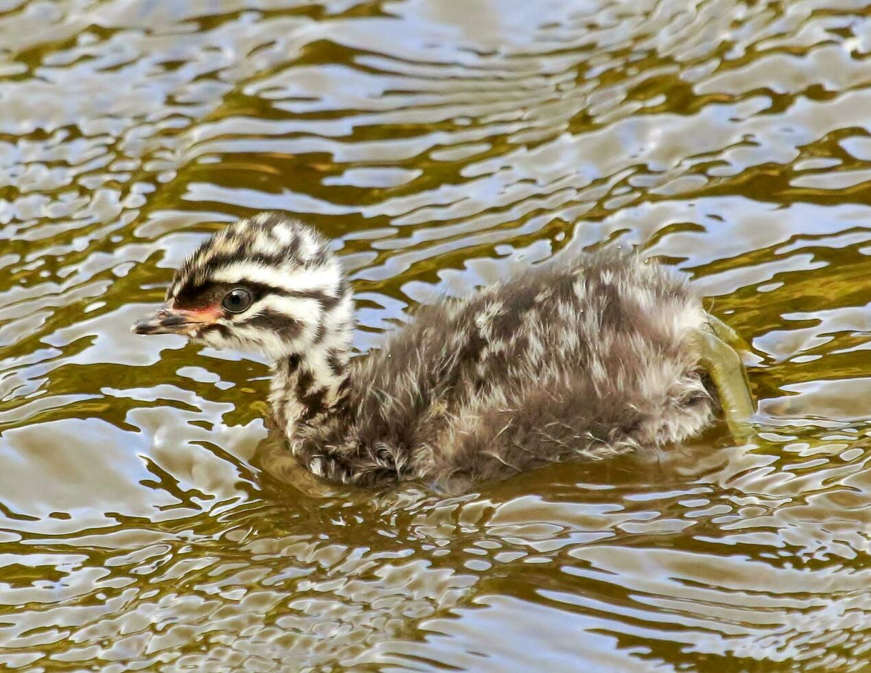 Dabchick New Zealand Grebe photo