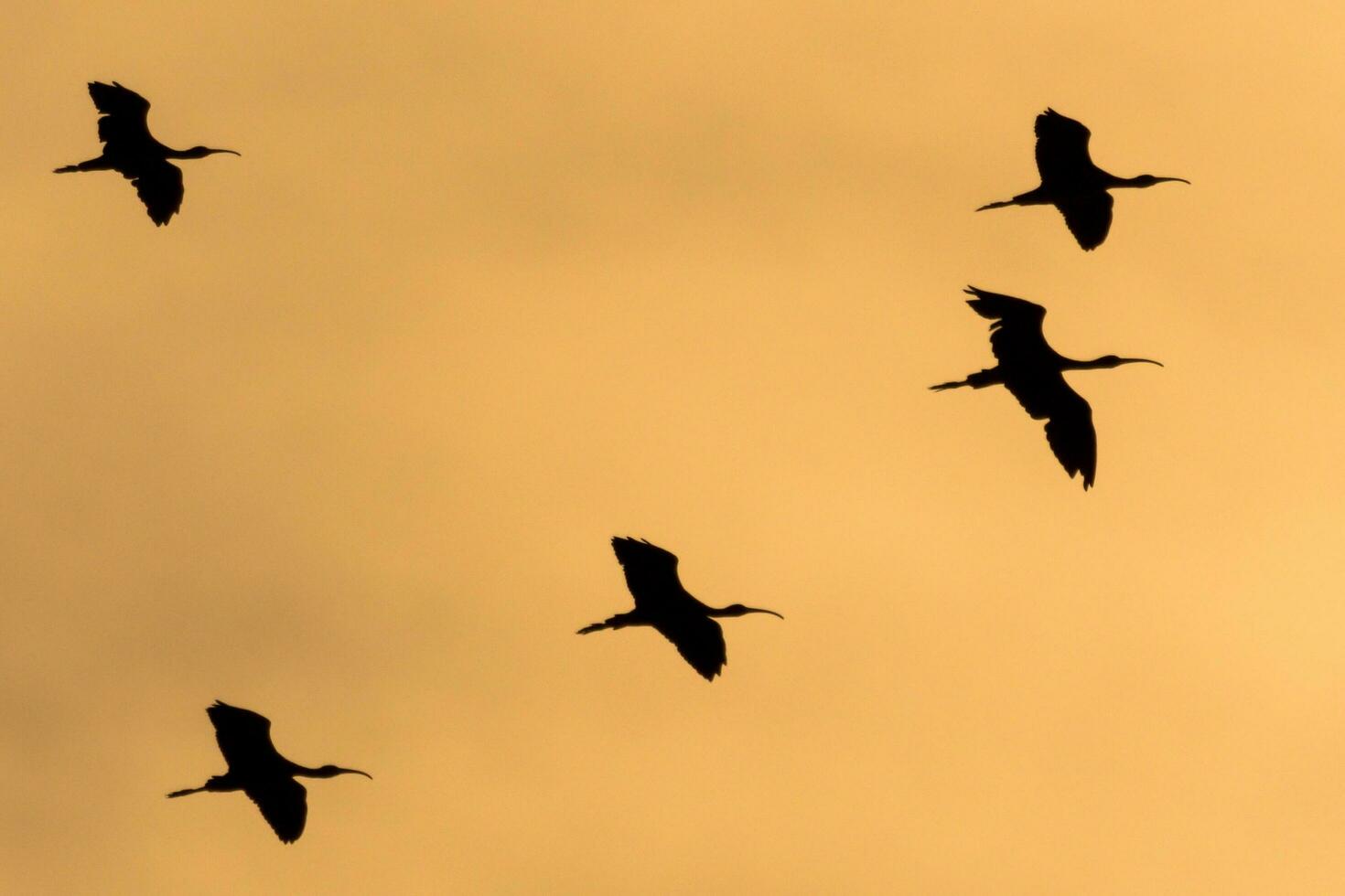 Glossy Ibis in New Zealand photo