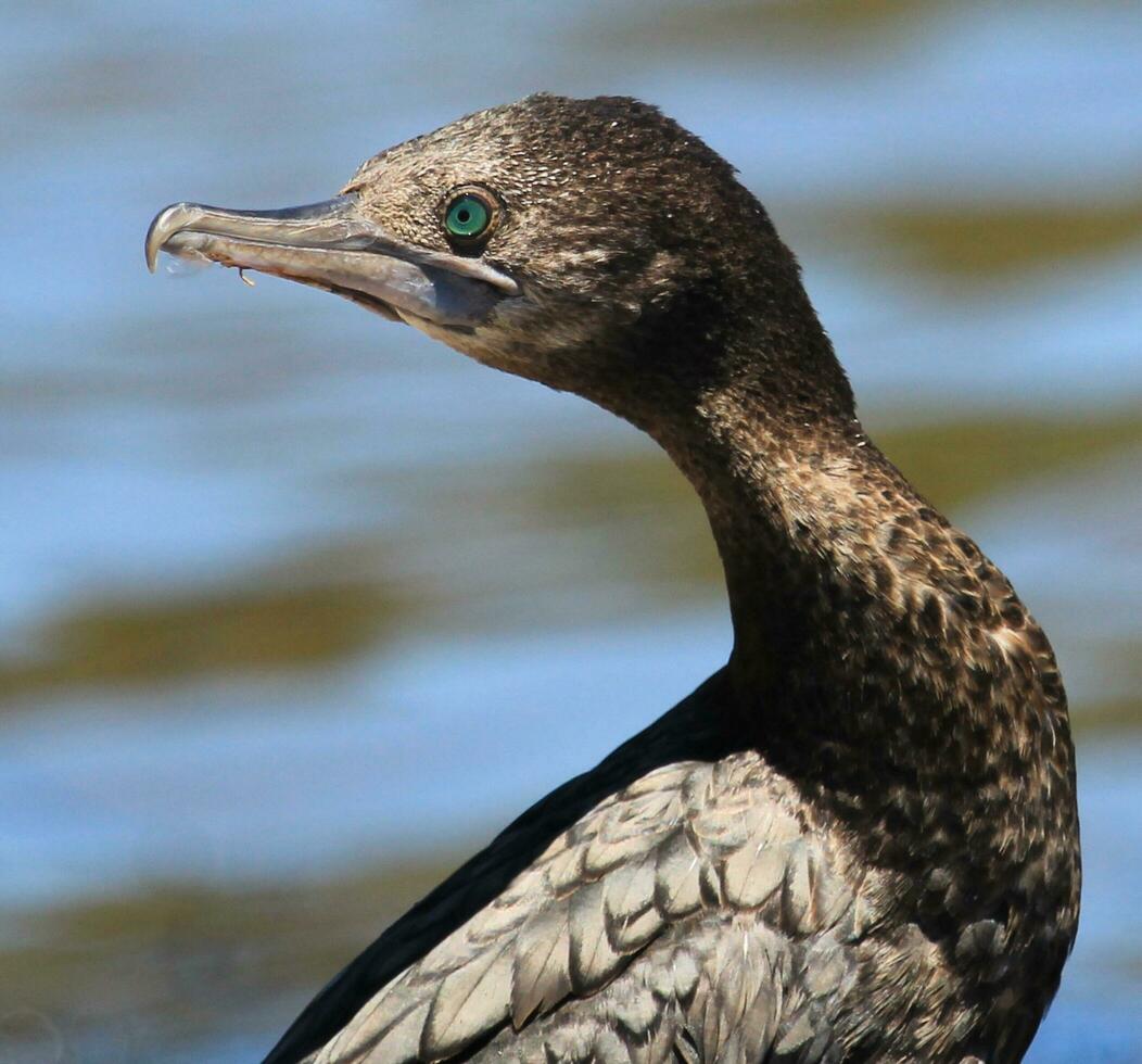 Little Black Shag in New Zealand photo