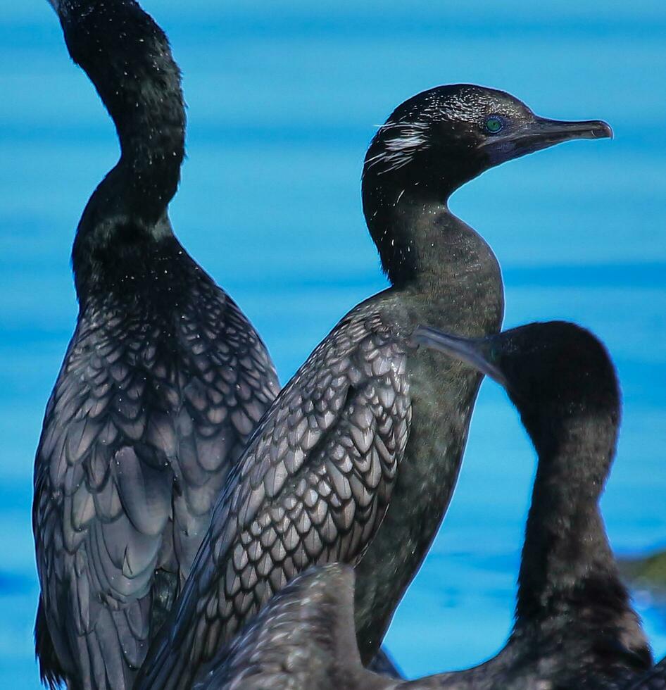 Little Black Shag in New Zealand photo