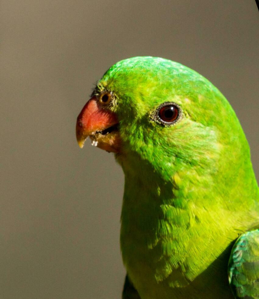 de alas rojas loro en Australia foto