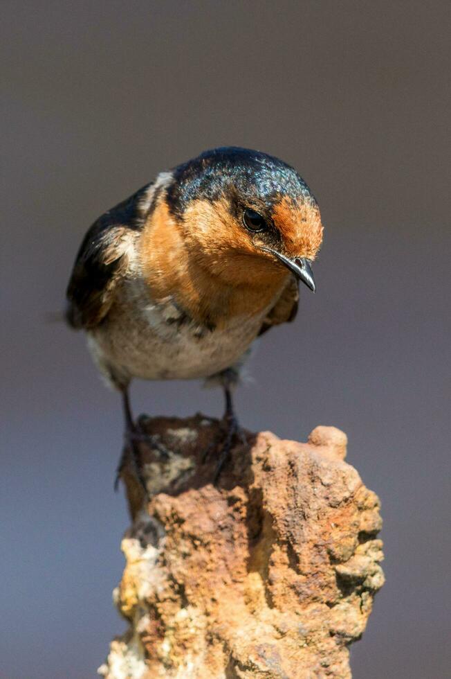 Welcome Swallow in Australasia photo