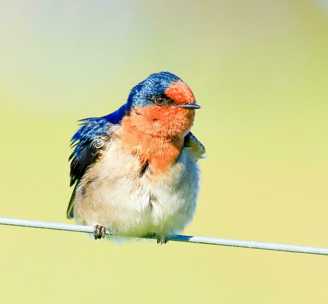 Bienvenido golondrina en australasia foto