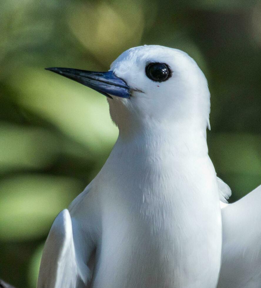 White Tern in Australia photo