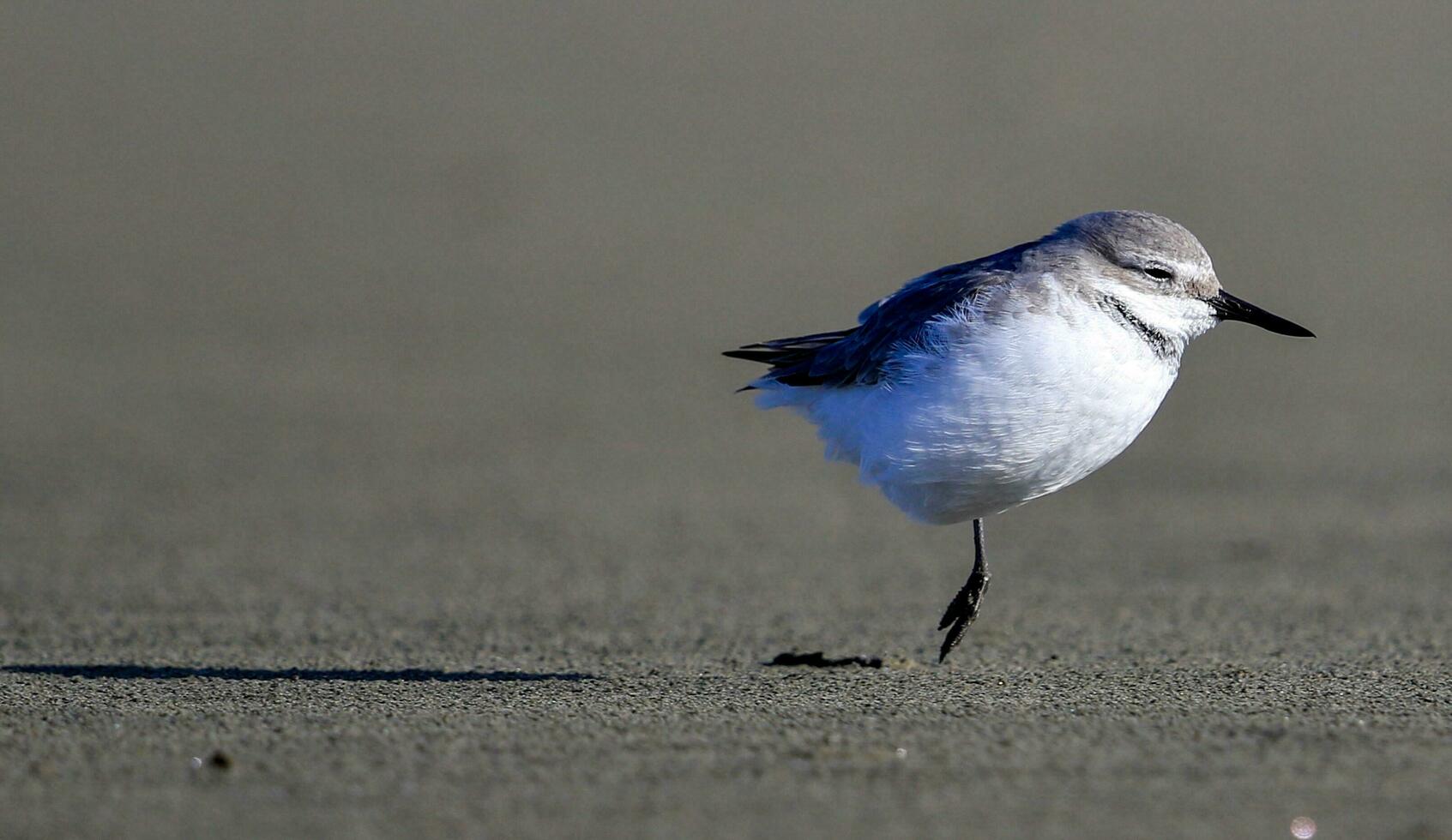 Wrybill in New Zealand photo