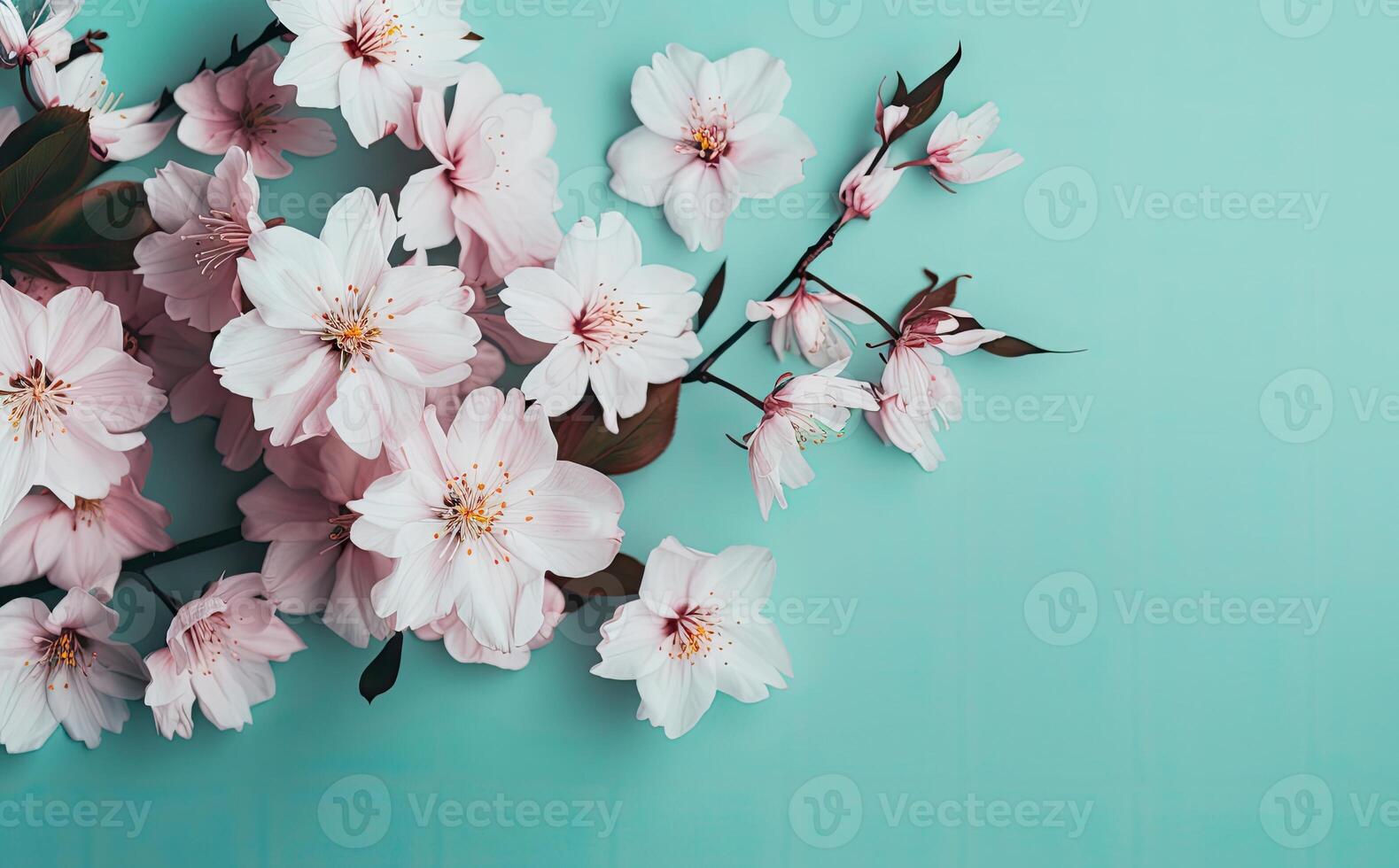 Dreamy cherry blossoms as a natural border, studio isolated on pure background, panorama format created with technology. photo