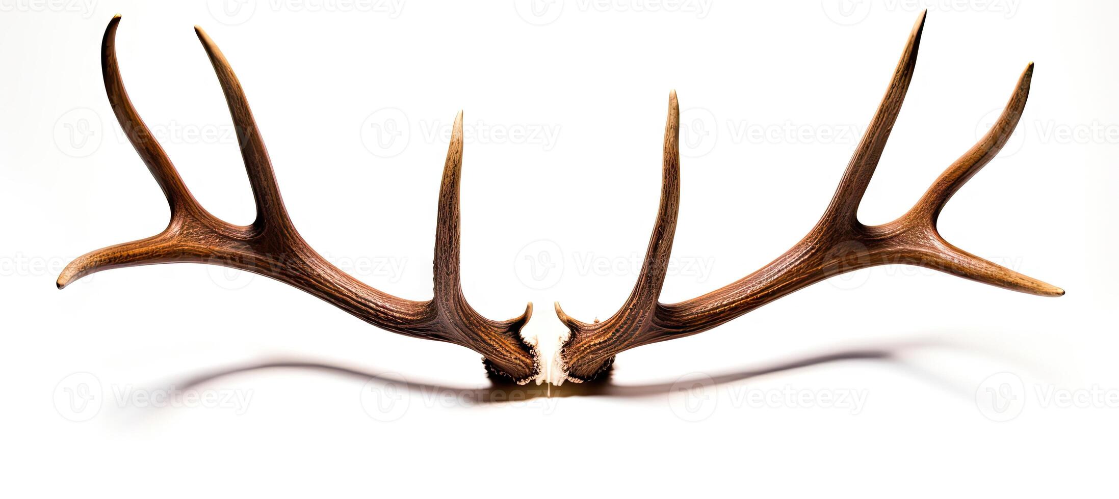 Large deer antlers on white background. created with technology photo