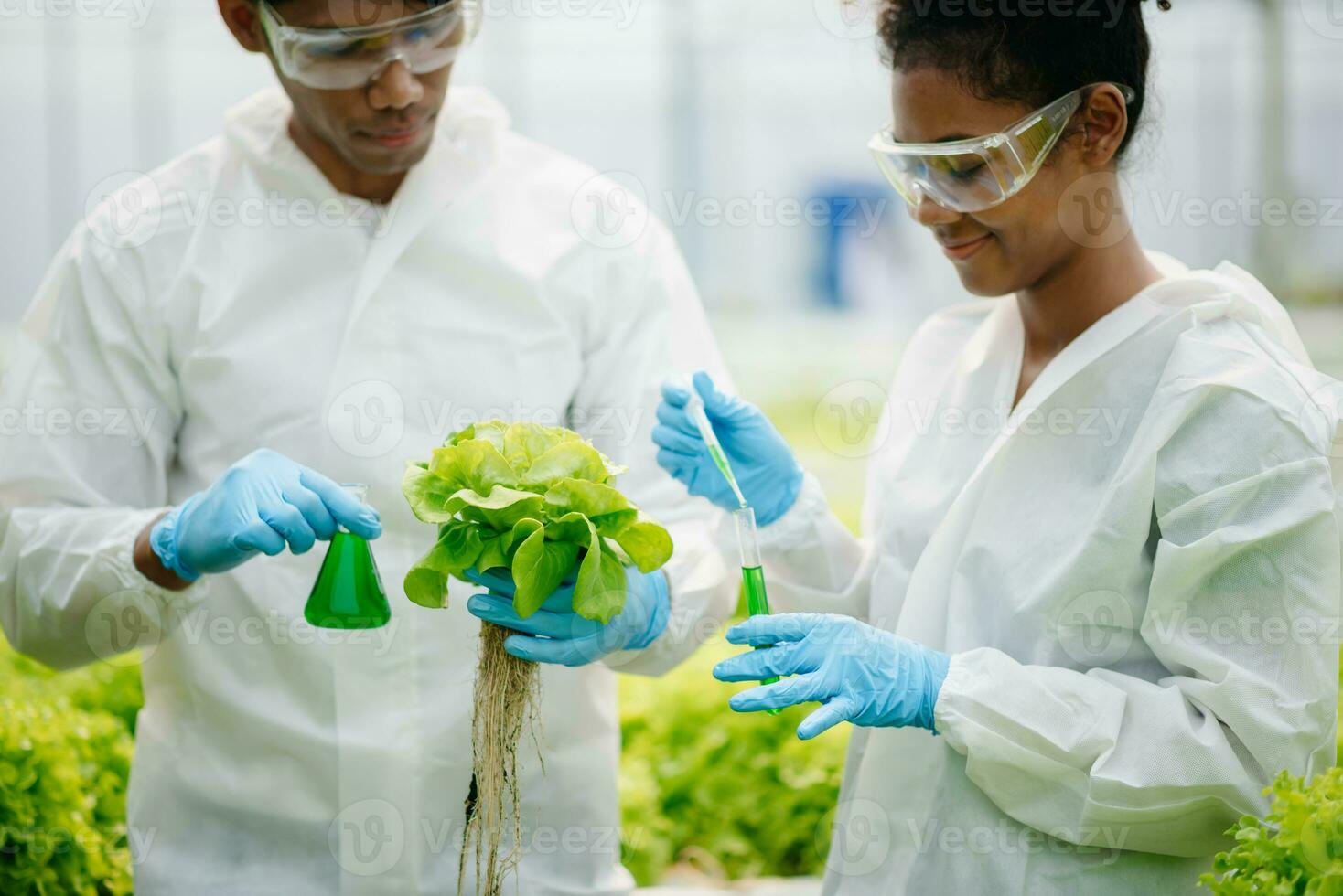 biólogo pone brote en prueba tubo para laboratorio analizar. dos científicos estar en orgánico granja. laboratorio en invernadero. foto